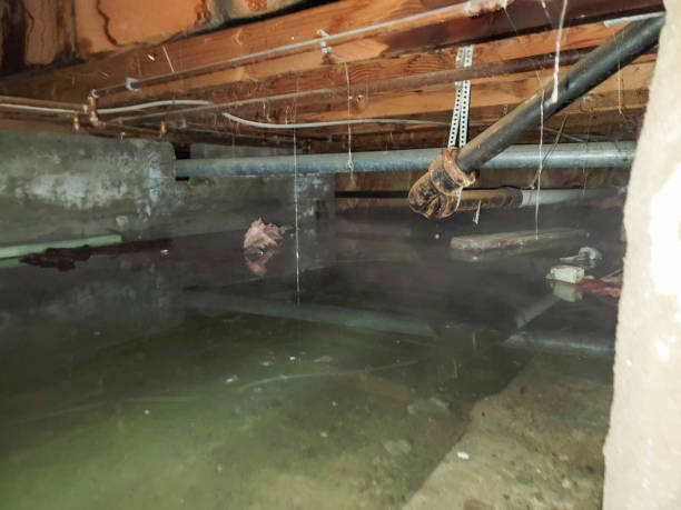 Best Flood restoration services  in Pleasant Valley, MO