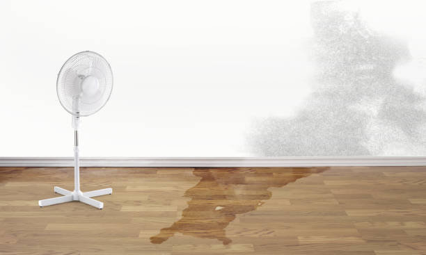 Best Ceiling water damage repair  in Pleasant Valley, MO